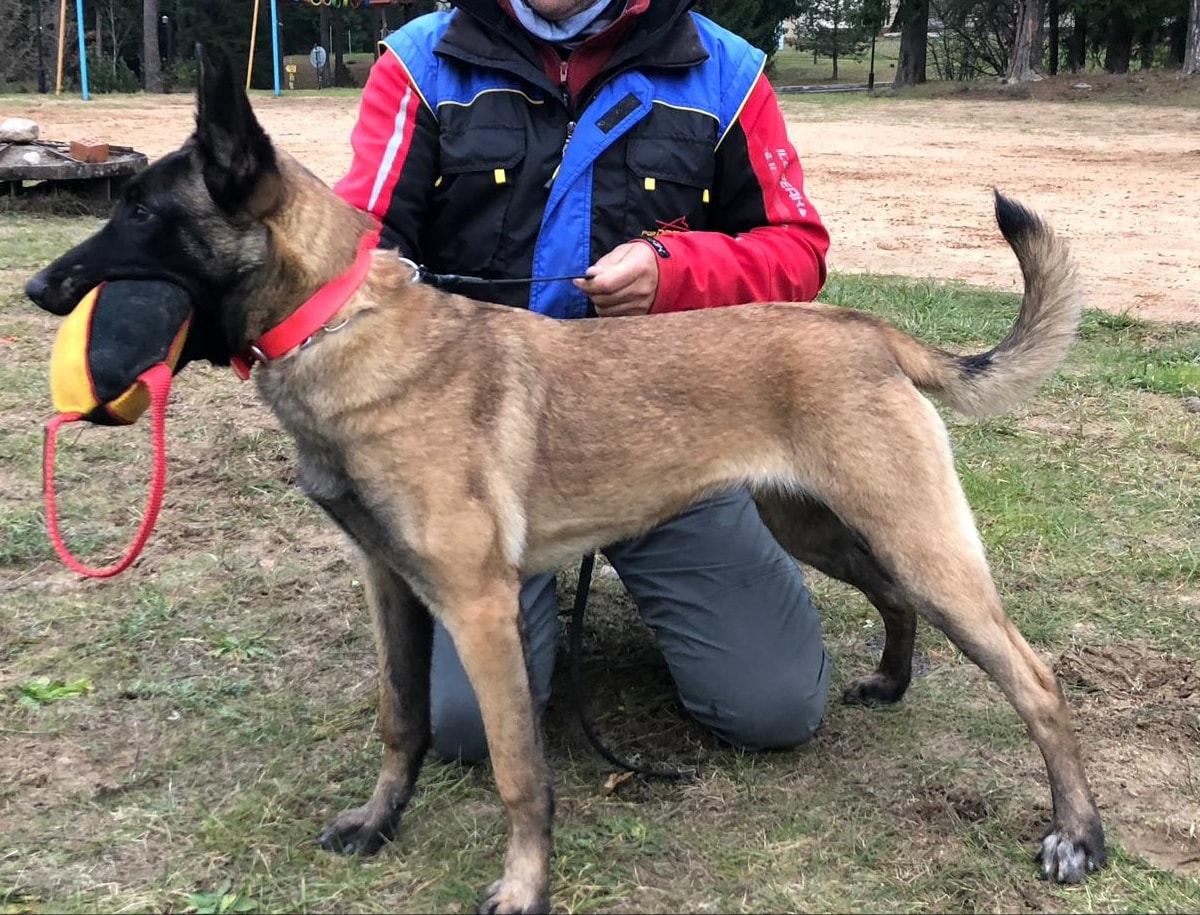 Praktischer Trainingsartikel aus French Linen für Ihren Malinois