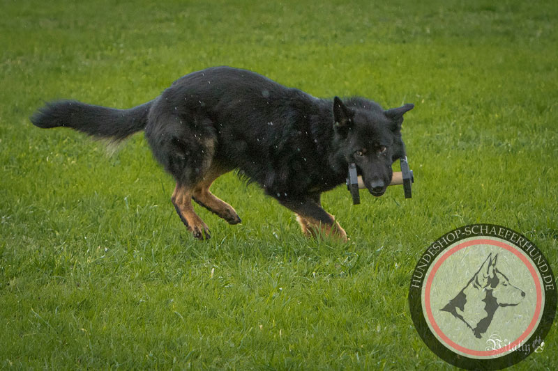 Hunde Gewichte kaufen