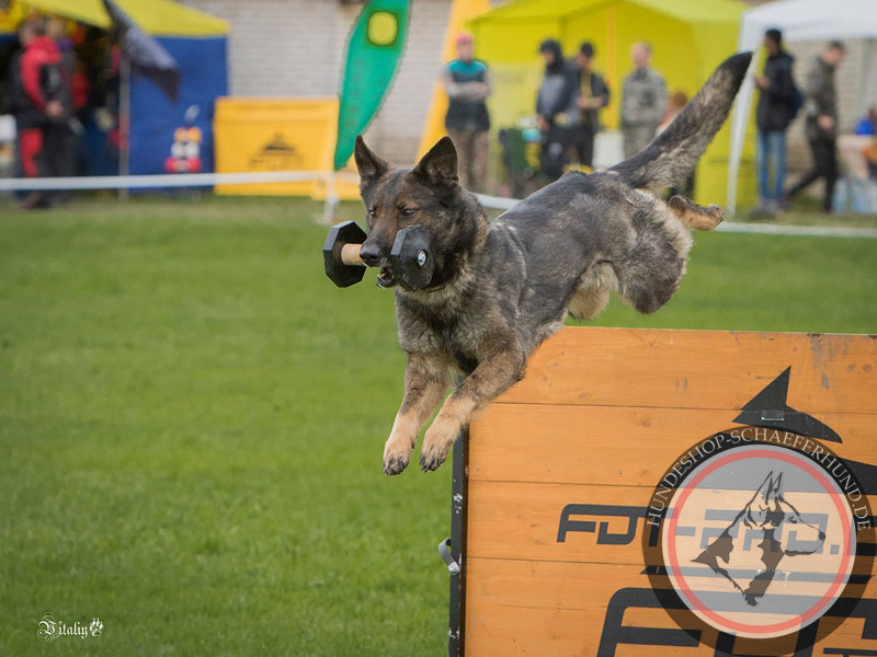 Hürde für Agility mit Hund