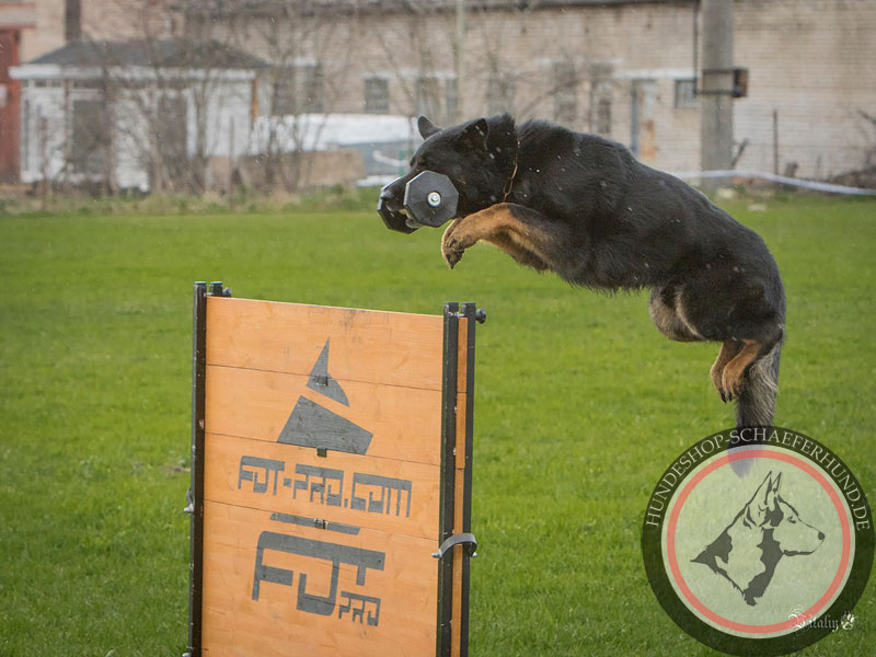 Hundeausrüstung für Training