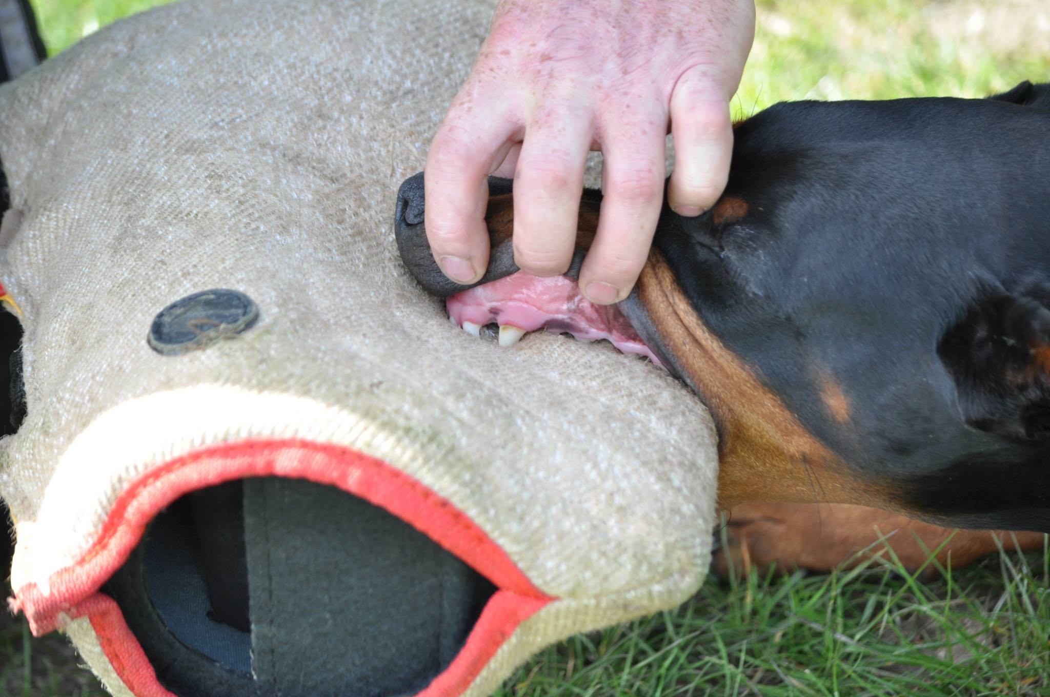 Profesioneller Schutzarm für Hundesport 