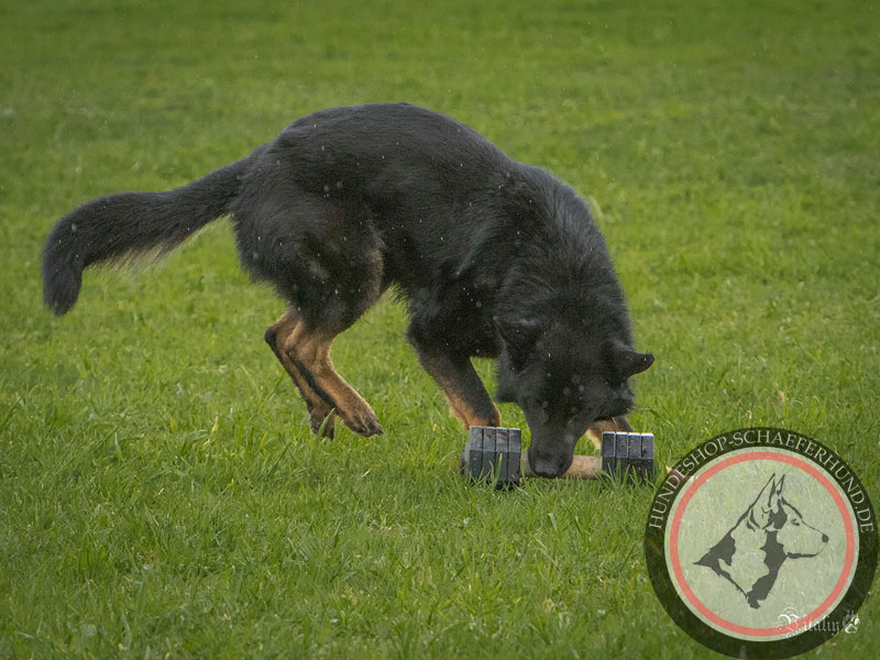 Hunde Gewichte kaufen