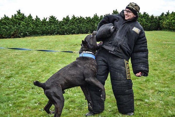 Fordogtrainers Anzug für Trainings 