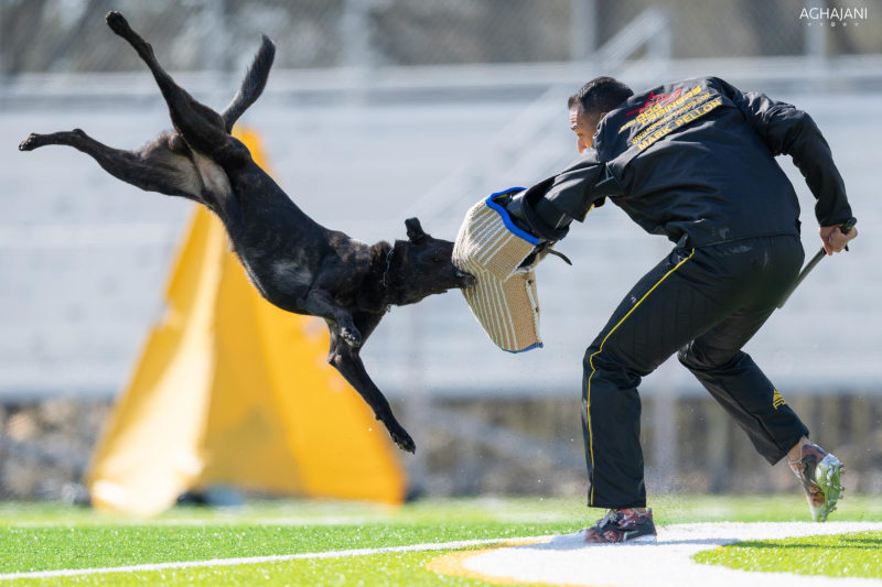 Professionelle Hundeausruestung