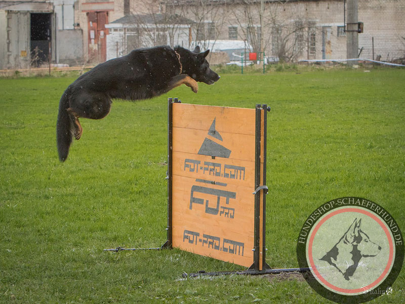 Verstellbare Sprunghürde für Hundesport