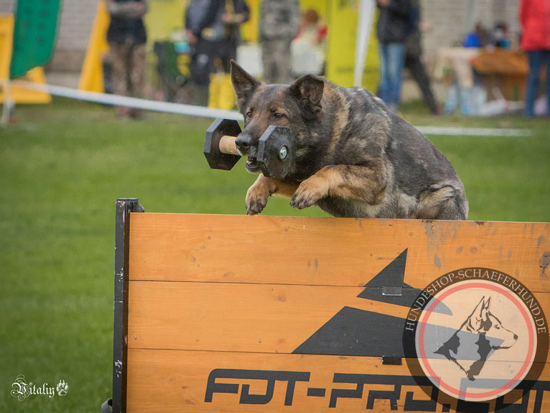 Hürde für Training mit dem Hund