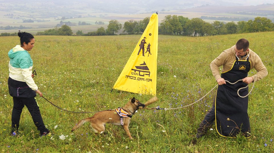 IPO Hundesport Zubehör kaufen