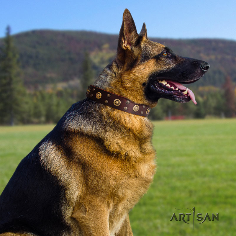 Hundehalsband in braun, strapazierfähig