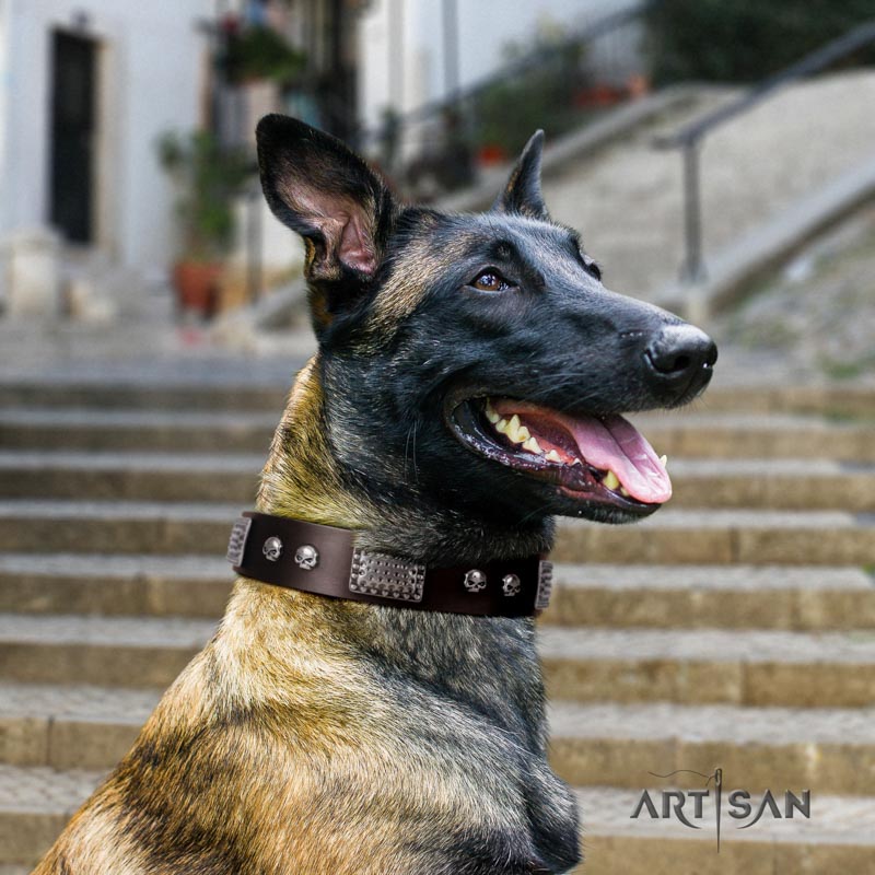 Nieten Lederhalsband in braun für Malinois