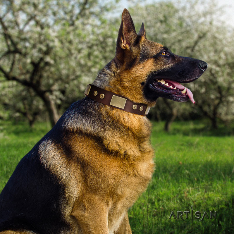 Braunes, genietetes Lederhalsband für Schäferhunde