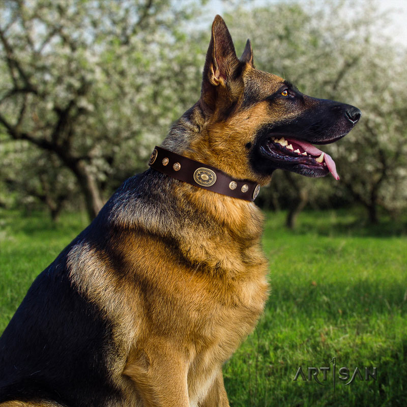 Genietetes Lederhalsband in braun für Schäferhunde