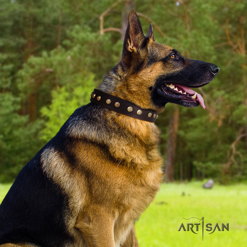 Braunes Nieten Lederhalsband für Schäferhund 