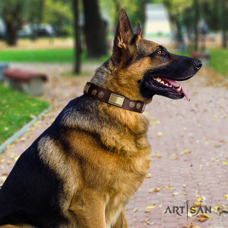 Nieten Lederhalsband in braun für Schäferhunde