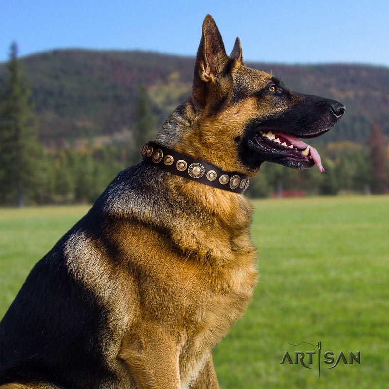 Hundehalsband Leder braun für Schäferhunde, stilvoll