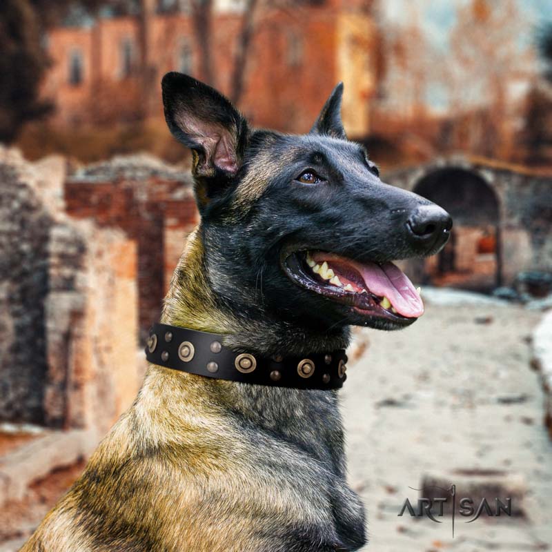 Wertvolles genietetes Halsband für Belgischen Schäferhund 