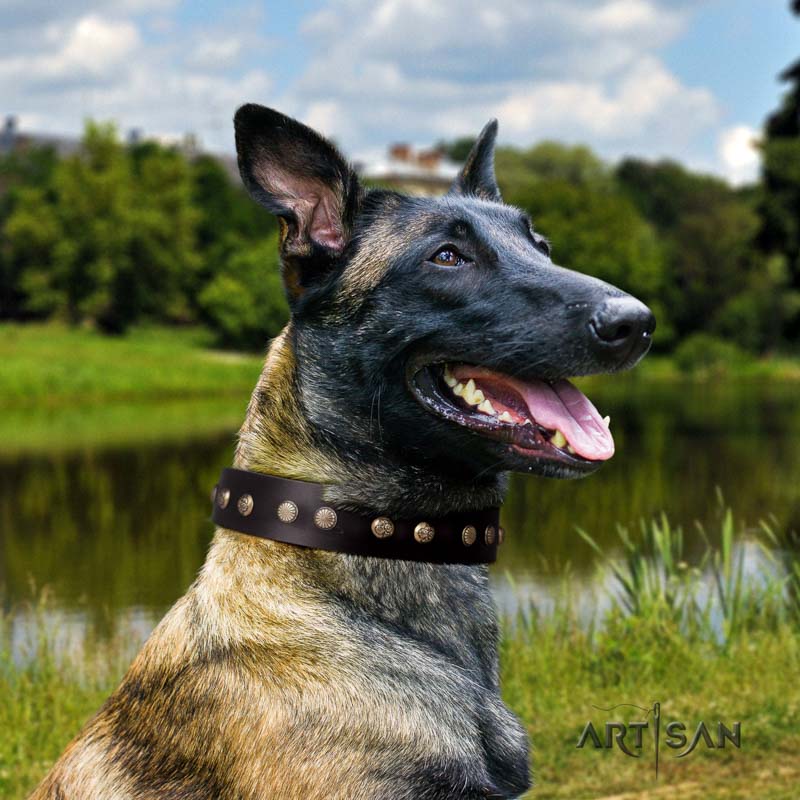 Nieten Halsband aus braunem Leder für Malinois