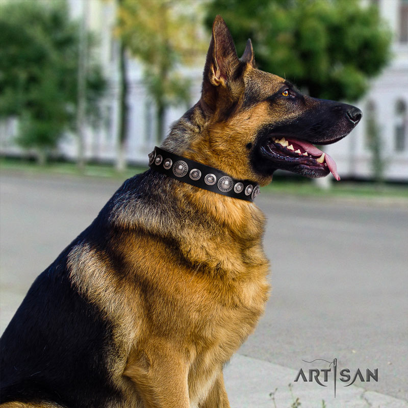 Prächtiges Lederhalsband für Deutschen Schäferhund 