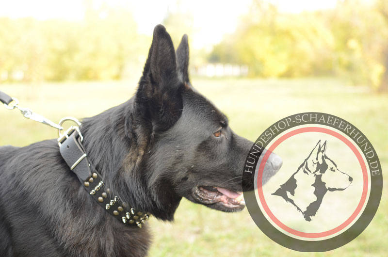 Exklusives Lederhalsband für Schäferhunde mit schönen Spikes