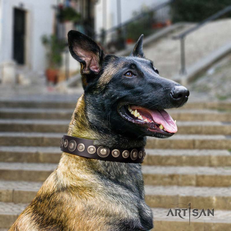 Genietetes Lederhalsband in braun für Belgischen Schäferhund 