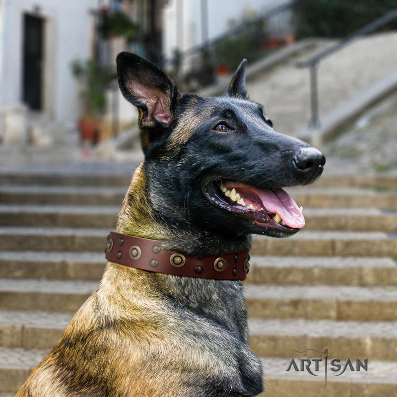 Exklusives Lederhalsband genietet für Belgischen Schäferhund 