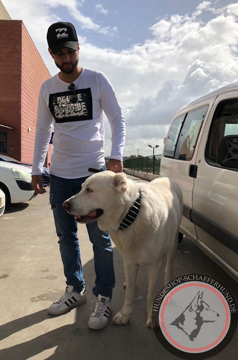 Schäferhund Leder Halsband mit Dornen