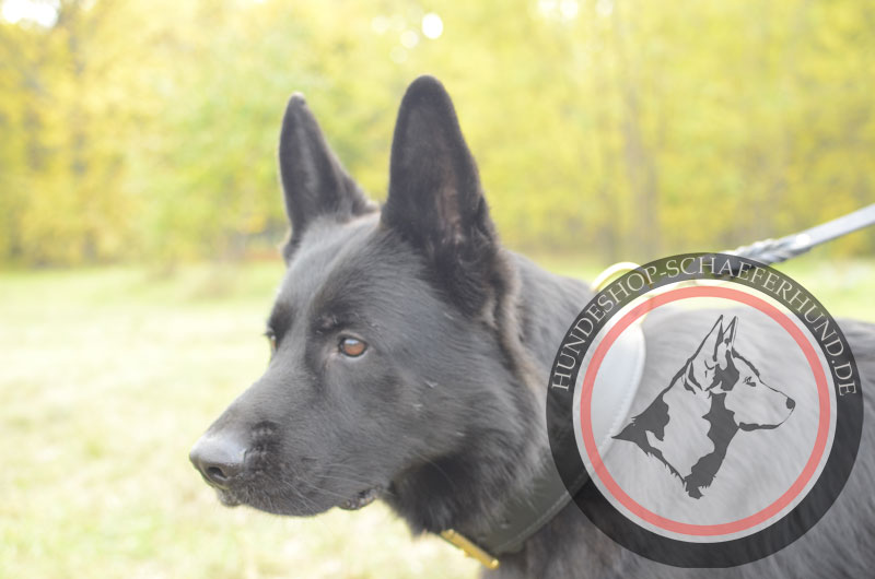 Hundehalsband Leder, breit