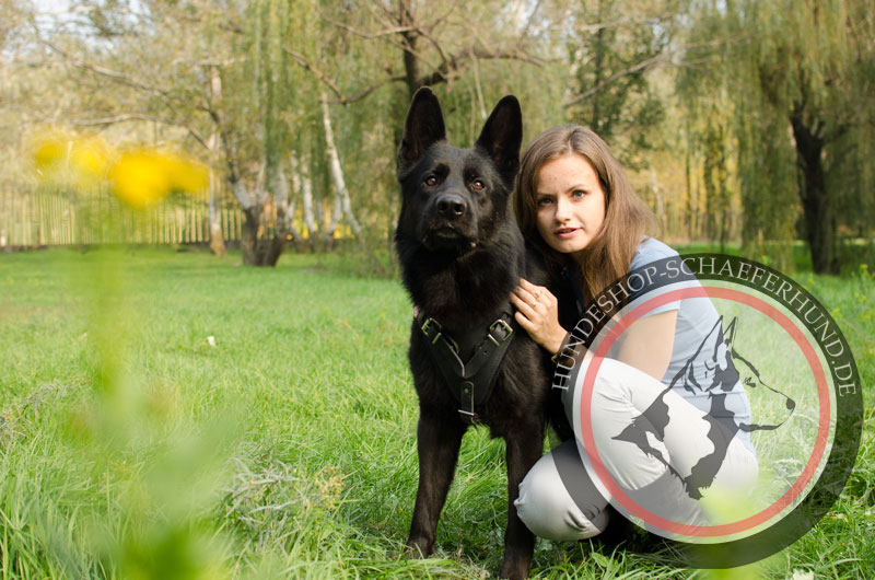 Leder Hundegeschirr, abriebfest