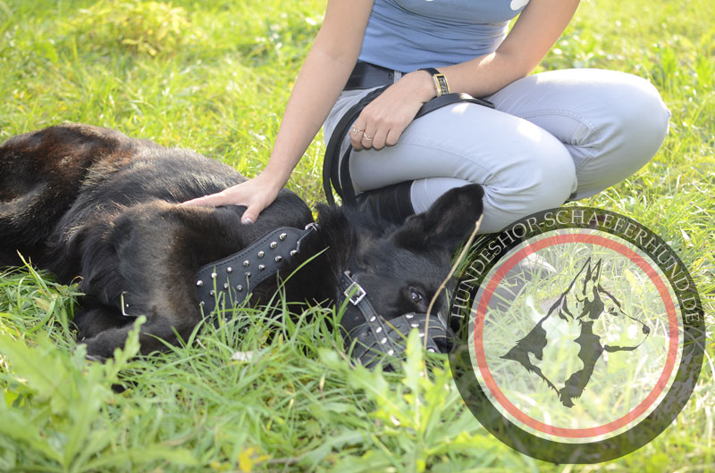 Leder Hundegeschirr für Ausläufe