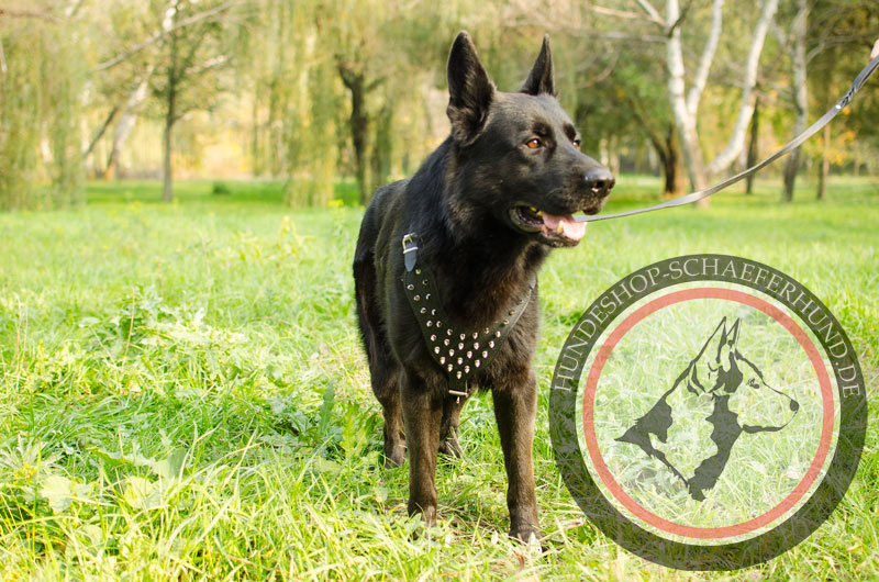 Hundegeschirr Leder, gepolstert