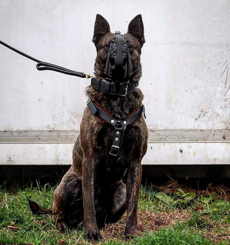 Ledermaulkorb für Hundesport