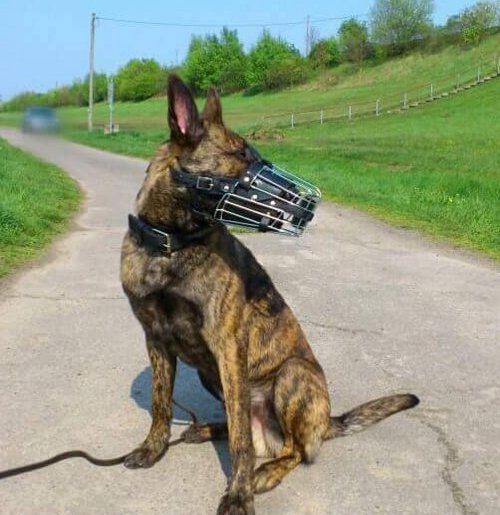 Malinois mit Drahtmaulkorb